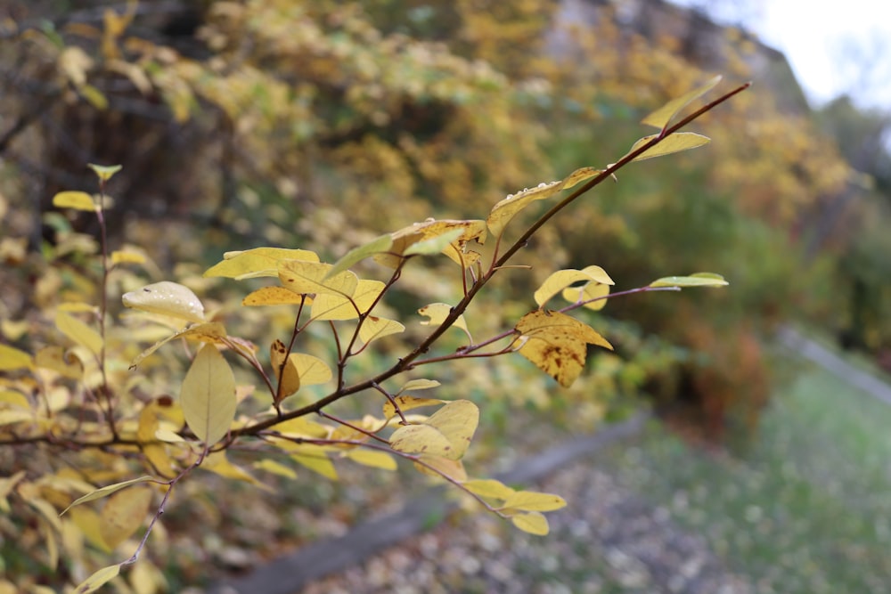a tree branch with yellow leaves in the foreground