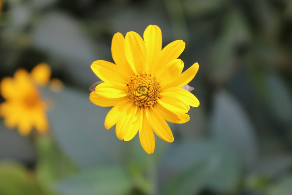 a close up of a yellow flower with a blurry background