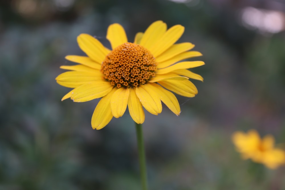 a close up of a yellow flower with blurry background