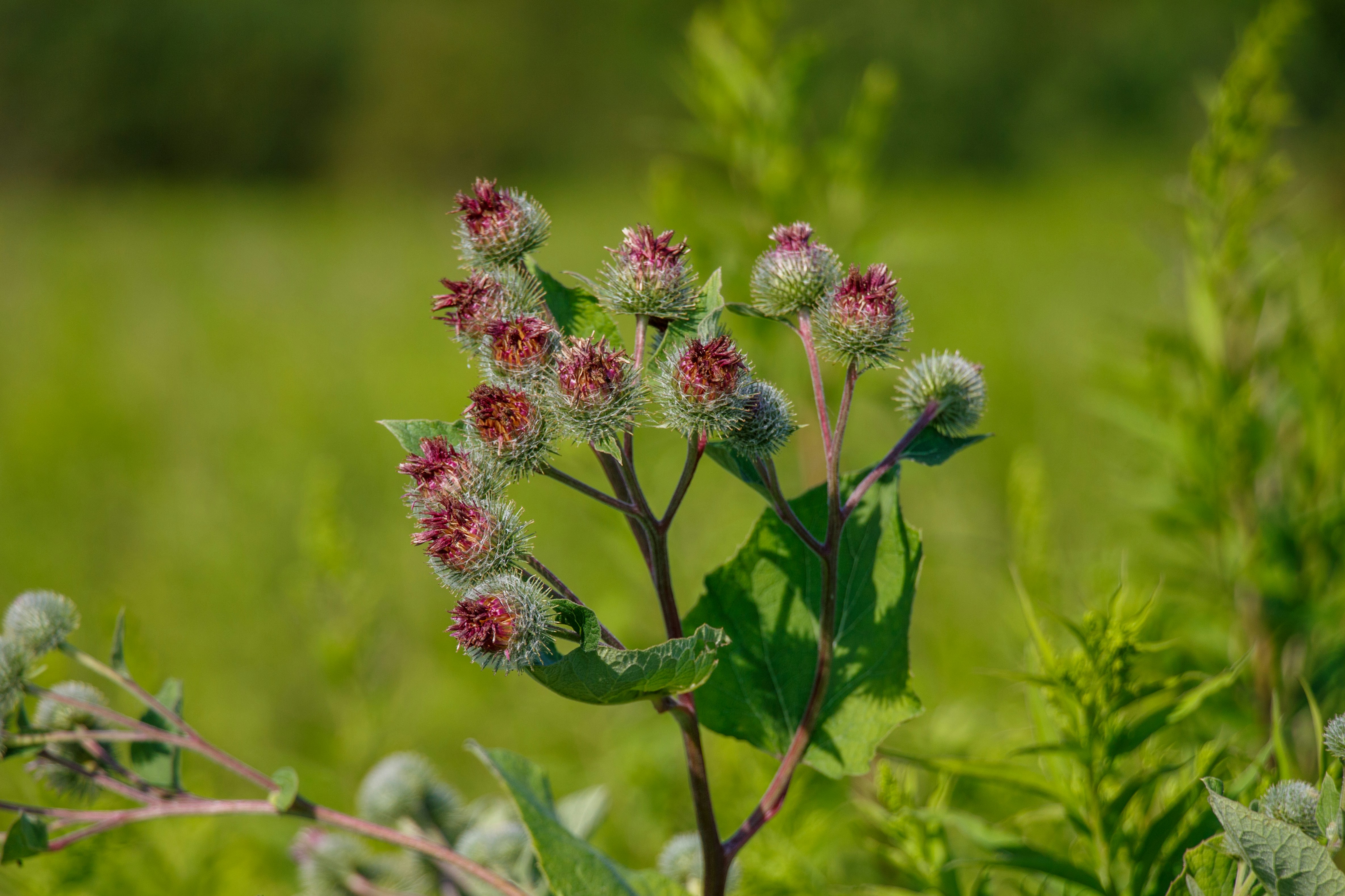 Nahaufnahme einer Pflanze auf einem Feld