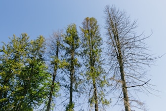 A diverse group of people planting trees together under a clear blue sky.