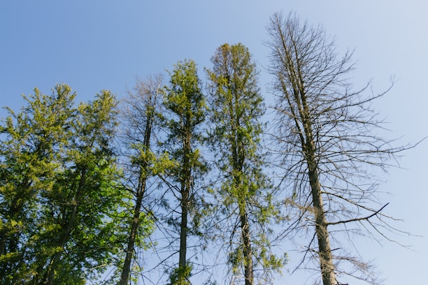 A diverse group of people planting trees together under a clear blue sky.