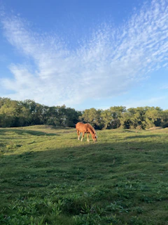 A peaceful moment of a horse resting in the grassy field under a clear blue sky.