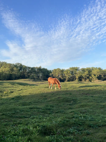 A peaceful moment of a horse resting in the grassy field under a clear blue sky.