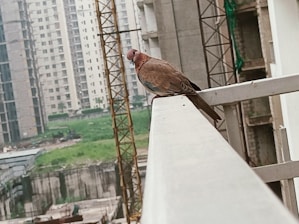 A bird is perched on a balcony railing in front of a backdrop of tall, under-construction buildings. The scene includes green open spaces and construction cranes, indicating an urban environment in development.
