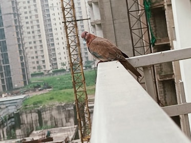 A bird is perched on a balcony railing in front of a backdrop of tall, under-construction buildings. The scene includes green open spaces and construction cranes, indicating an urban environment in development.