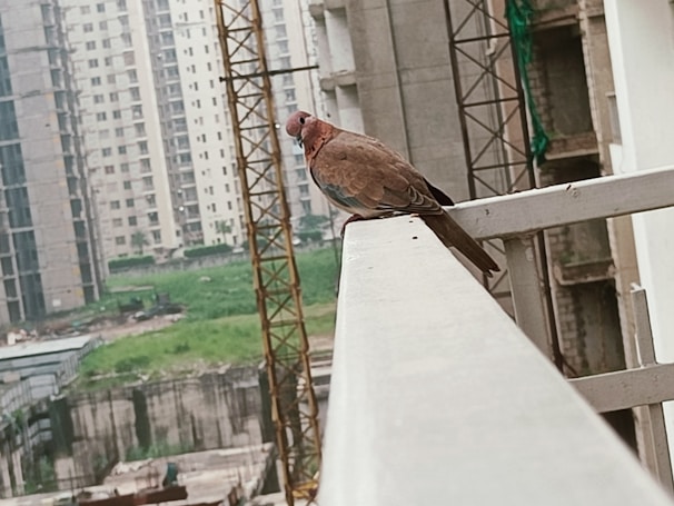 A technician carefully installing a sleek, transparent bird safety net on a residential balcony in Pune.