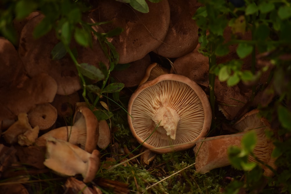 a group of mushrooms that are sitting in the grass