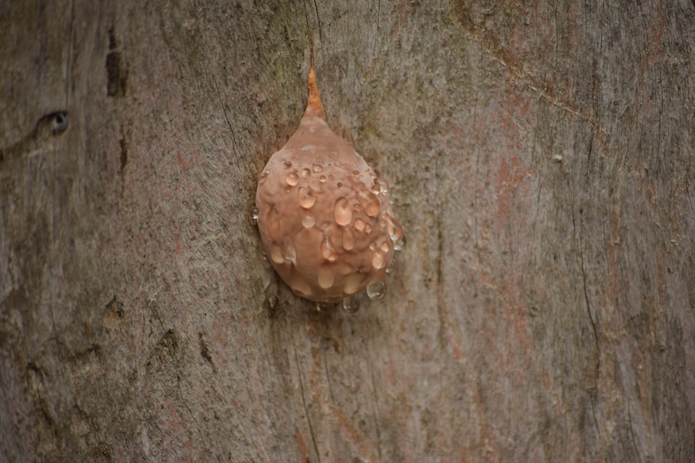 a mushroom growing on the side of a tree