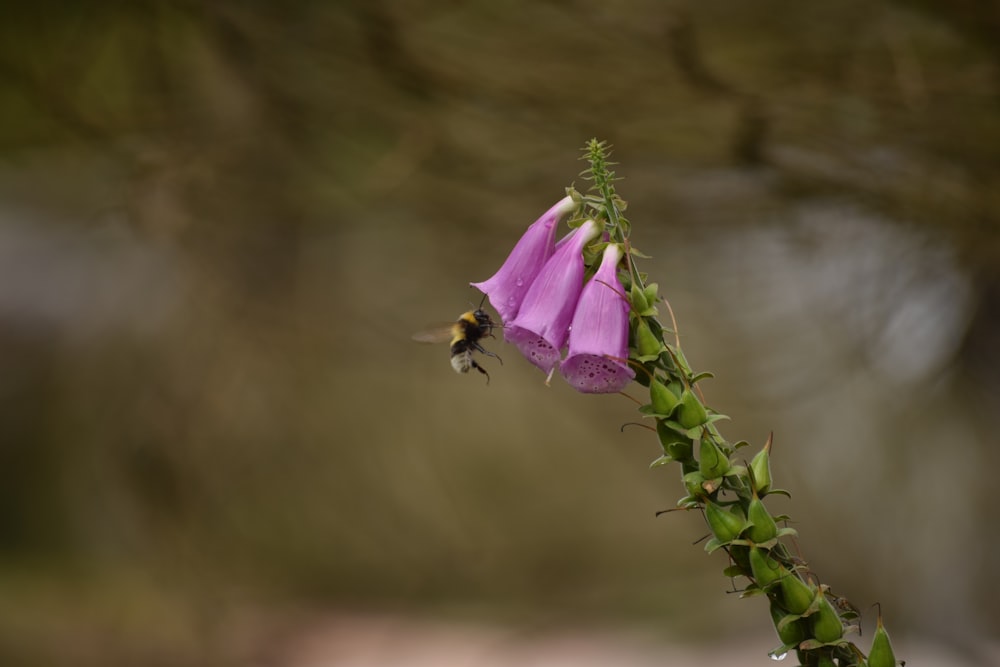 a purple flower with a bee on it