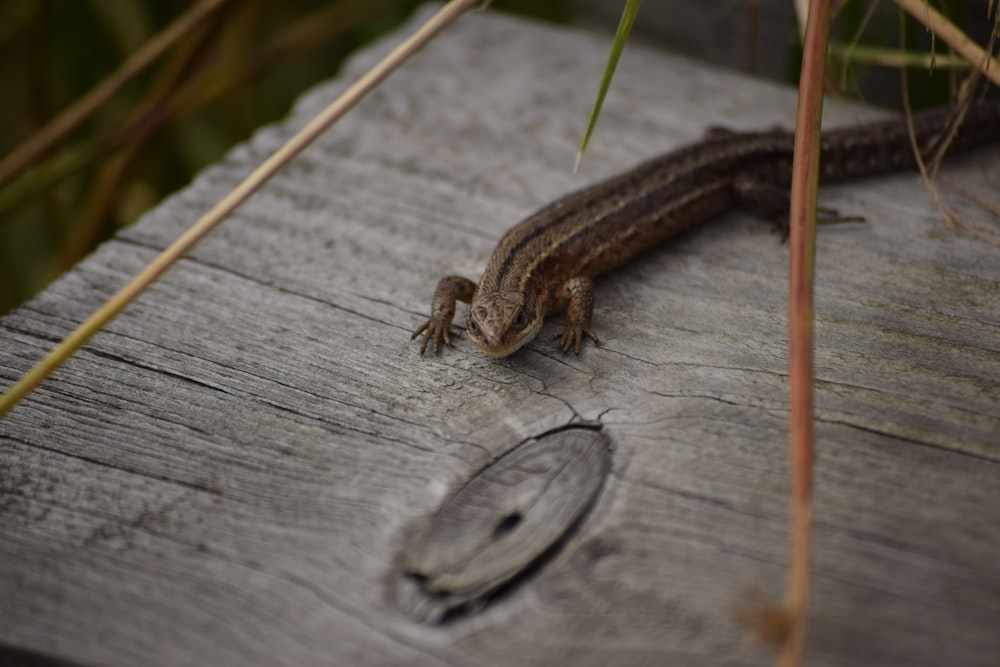 a lizard sitting on top of a wooden plank