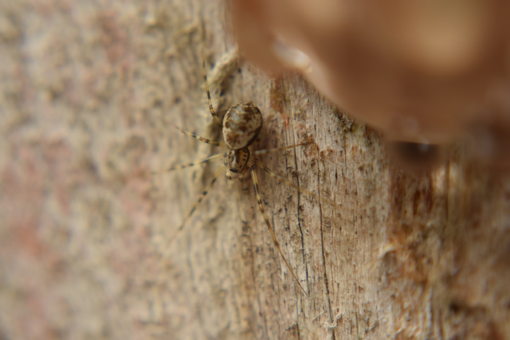 a close up of a spider on a tree