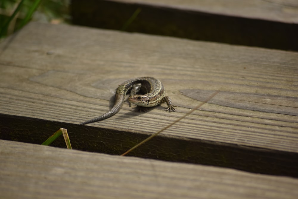 a small lizard is sitting on a wooden bench