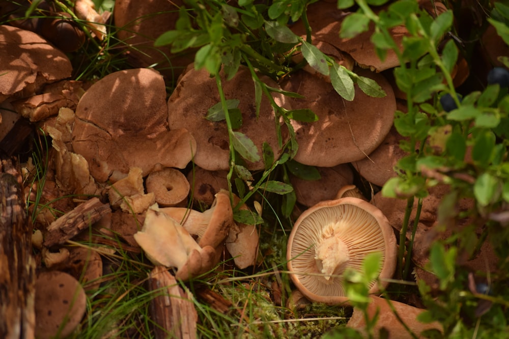 a bunch of mushrooms that are in the grass