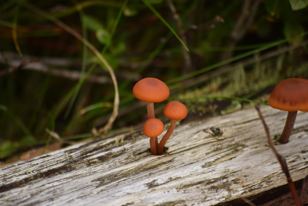 a group of mushrooms sitting on top of a wooden log