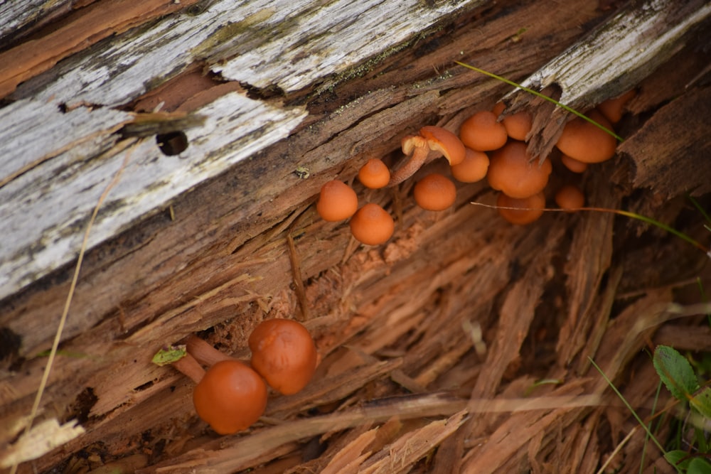 a group of mushrooms growing on the side of a log