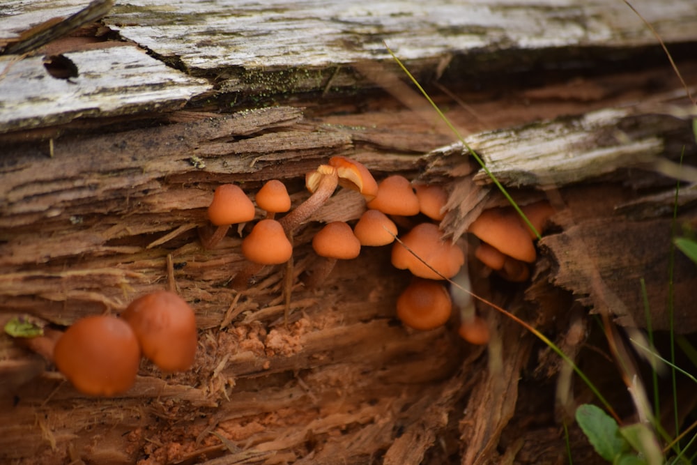 a group of mushrooms growing on a tree stump