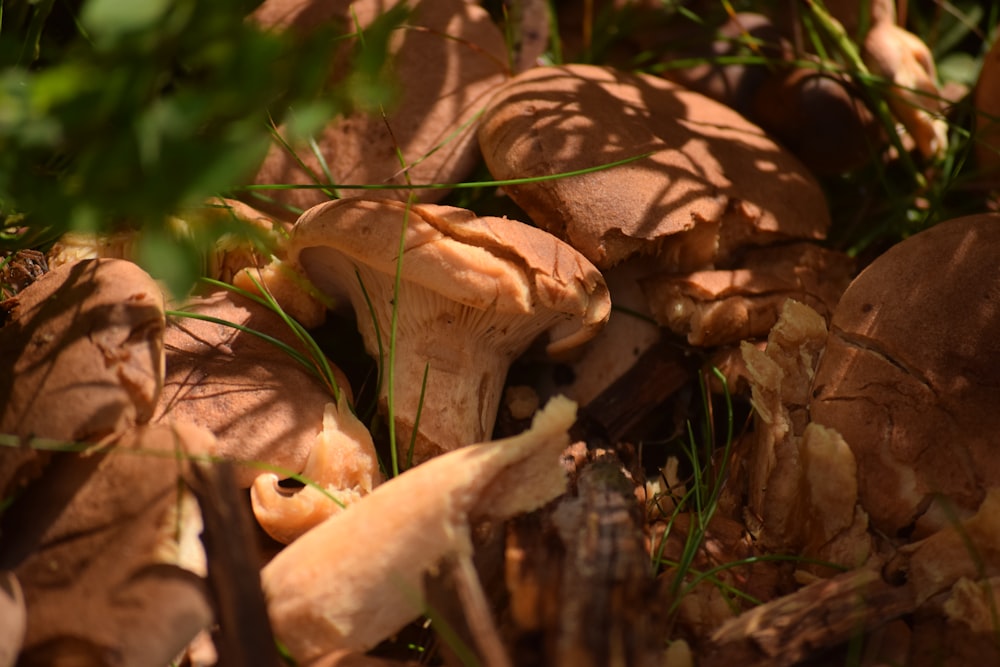 a bunch of mushrooms that are in the grass