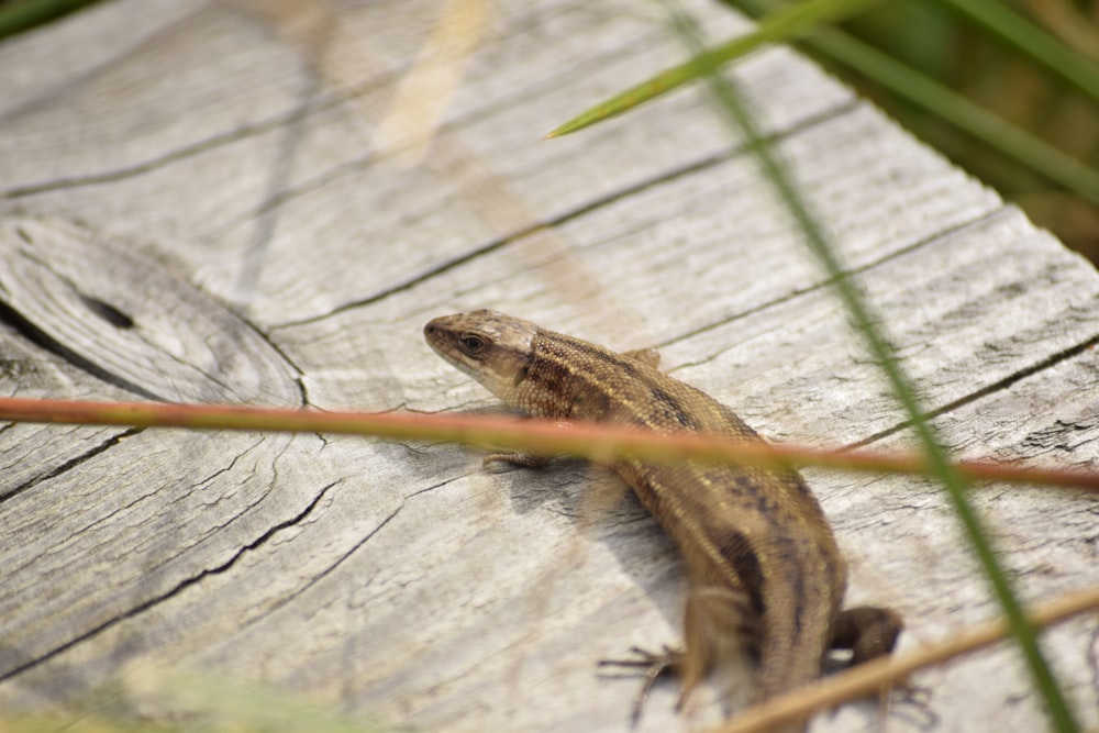 a lizard is sitting on a piece of wood