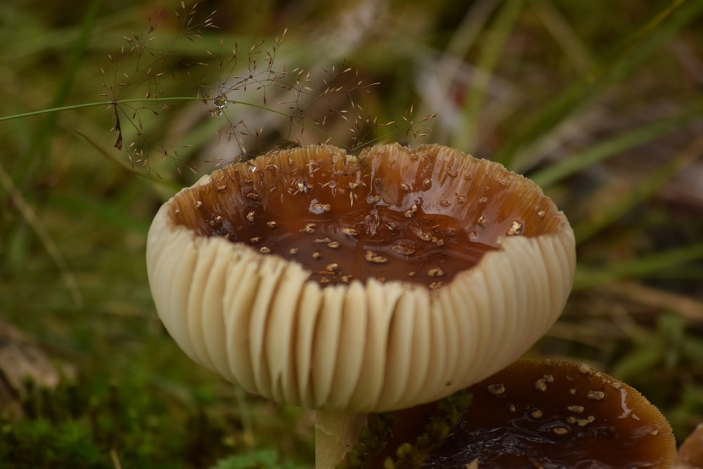 a close up of a mushroom on the ground