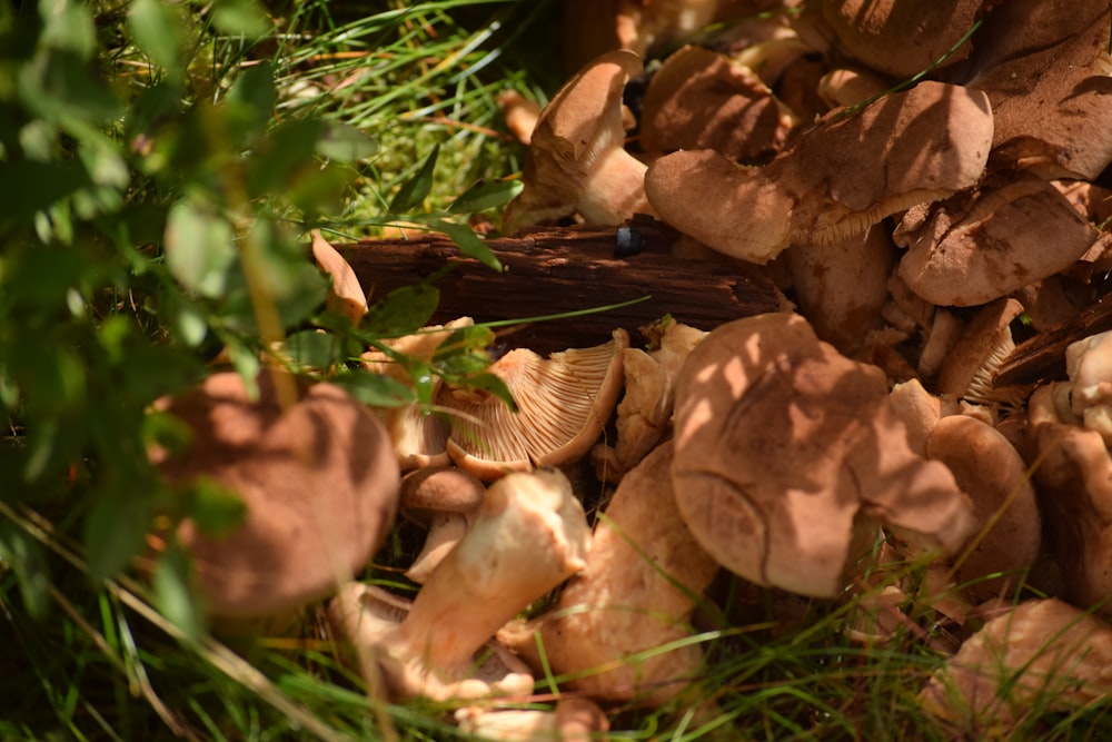 a bunch of mushrooms that are in the grass