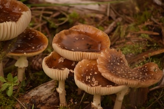 Several mushrooms with brown, shiny caps covered in tiny white specks are growing on a forest floor. The caps are slightly ruffled and appear wet, possibly from rain. The stems are white and slender, surrounded by moss and decaying leaves.