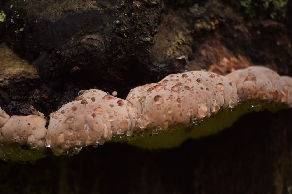 a close up of a mushroom growing on a tree