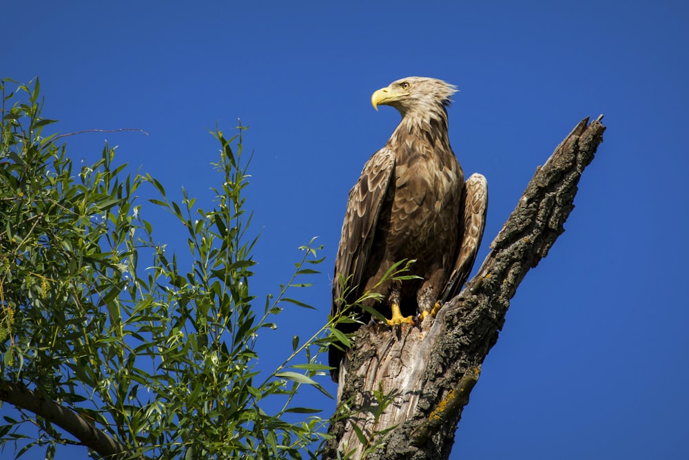 a bald eagle perched on top of a tree branch