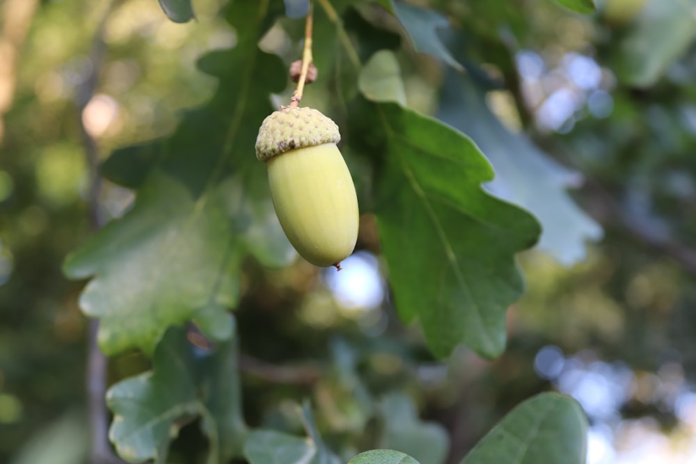 a close up of a nut on a tree