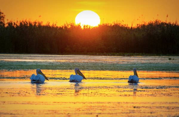 A group of pelicans sitting on top of a body of water — Danube Delta, Romania