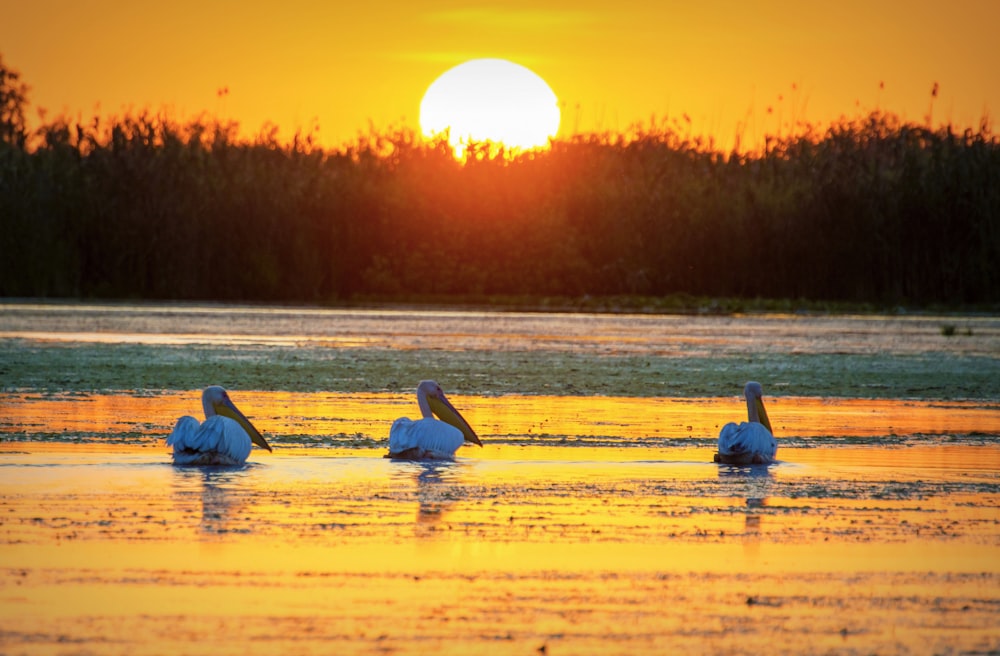 a group of pelicans sitting on top of a body of water