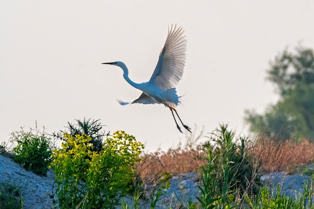 a large white bird flying over a lush green field