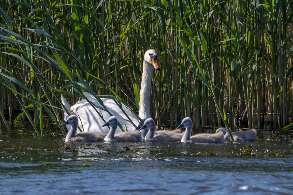 a family of swans swimming in a pond