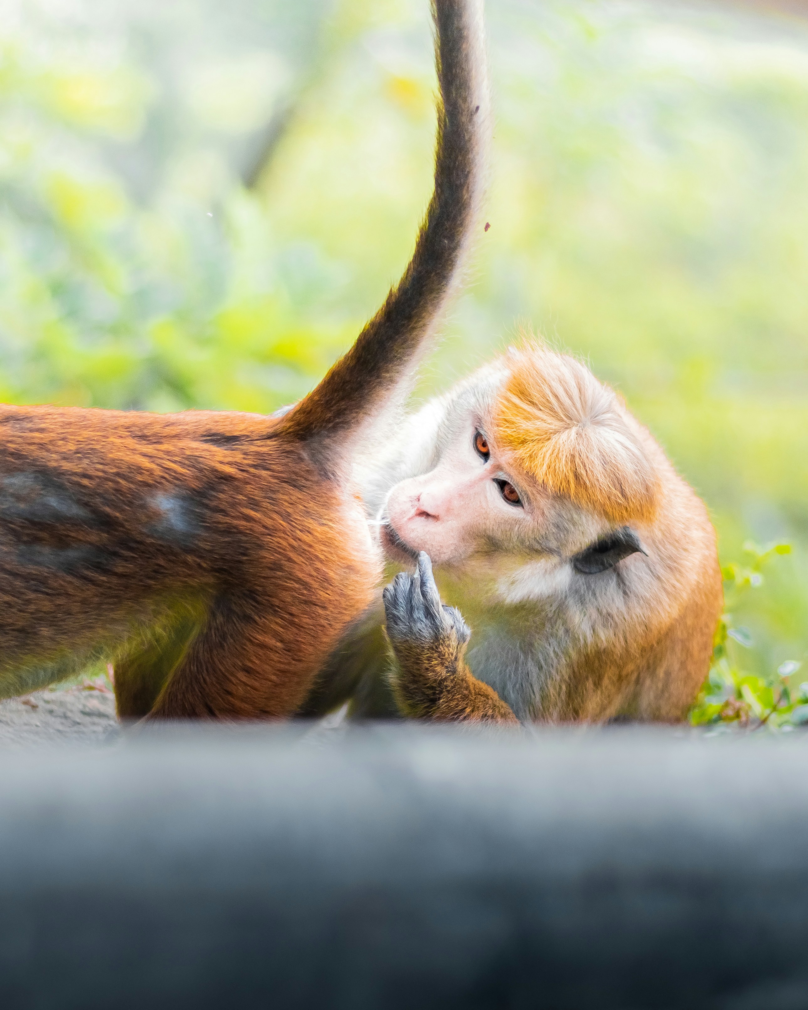 Macaco Japonés: Adaptaciones al Frío y Aguas Termales