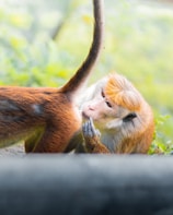 A primate is observed closely inspecting another primate's fur with a focused expression. The background contains soft, blurred greenery.