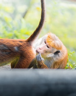 A primate is observed closely inspecting another primate's fur with a focused expression. The background contains soft, blurred greenery.