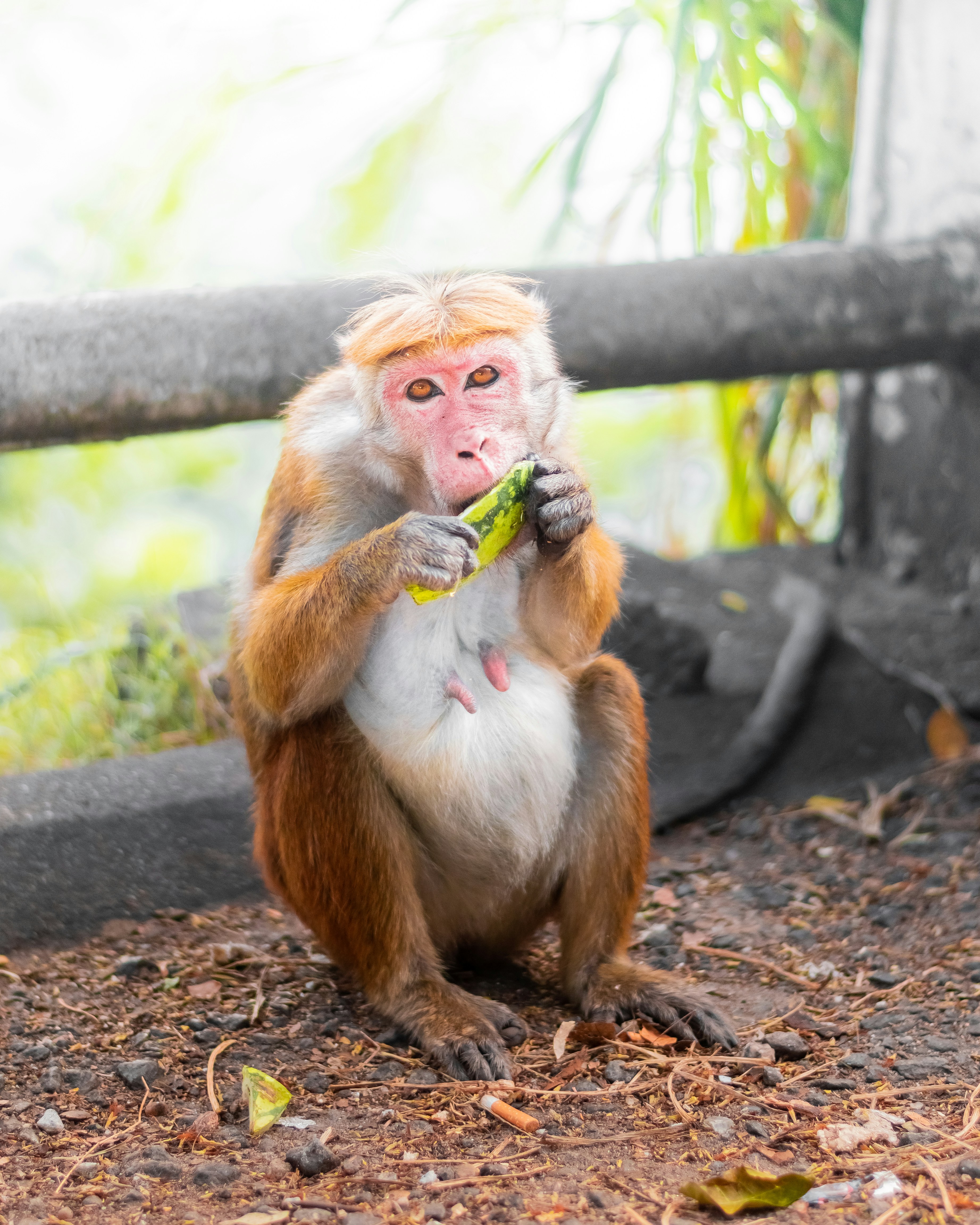 11 Toque Macaque (image credits: unsplash)