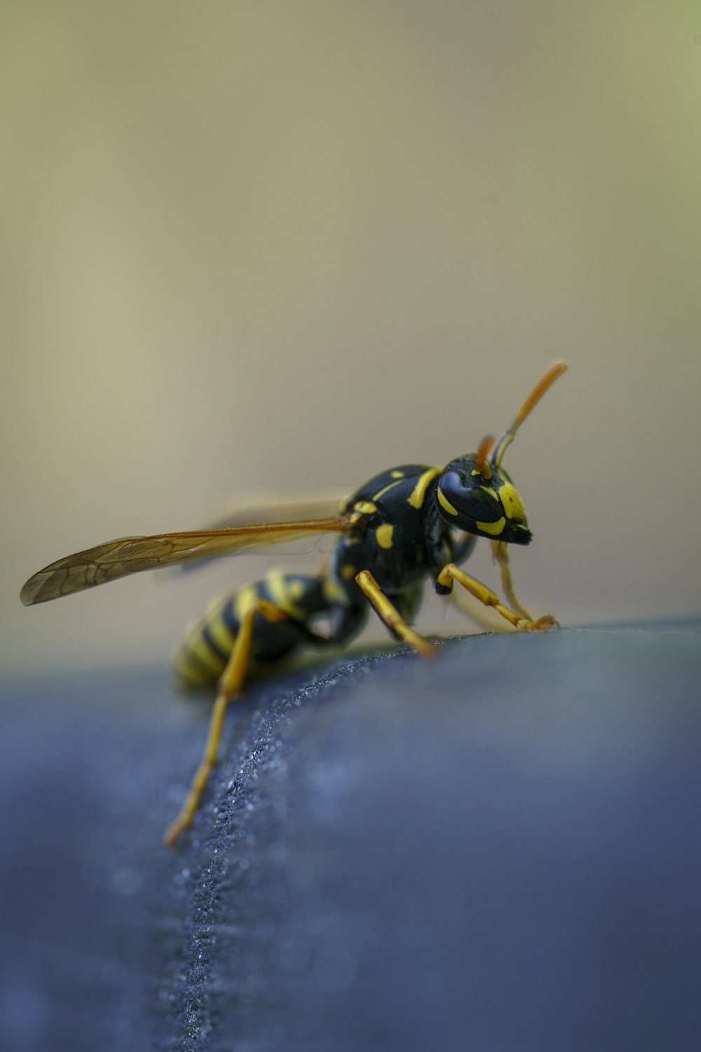 a yellow and black insect sitting on top of a blue surface