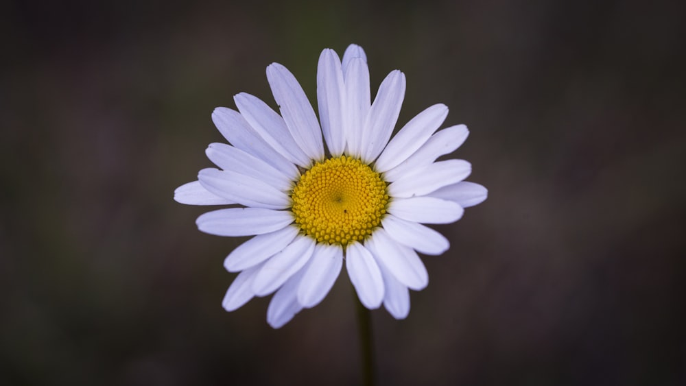 a close up of a white flower with a yellow center