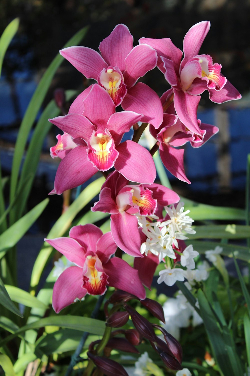 a bunch of pink and white flowers in a garden