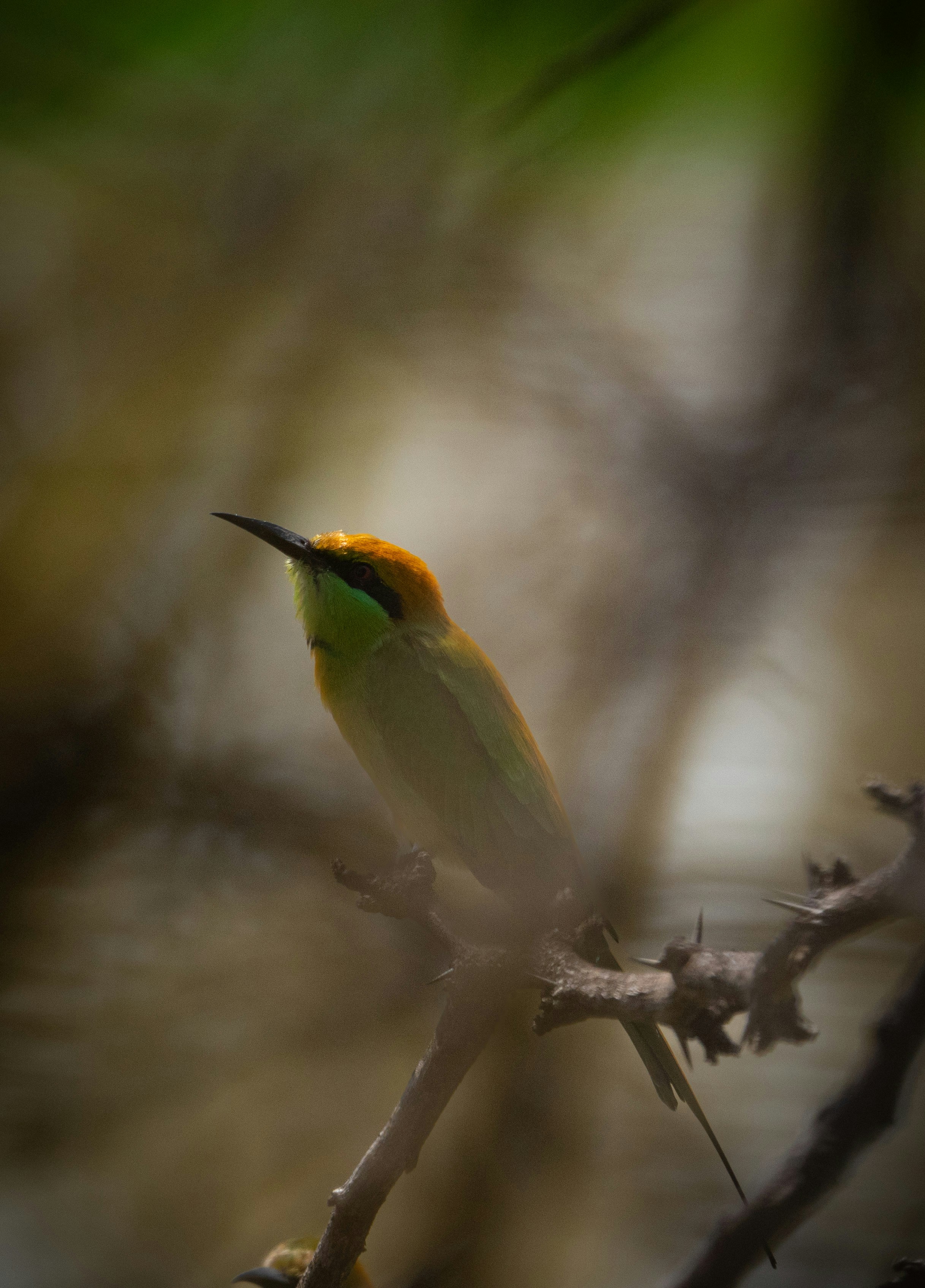Photo by sarvesh1