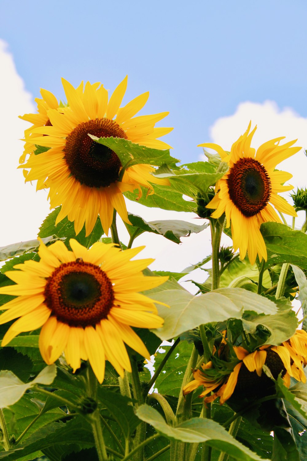 a large group of sunflowers in a field