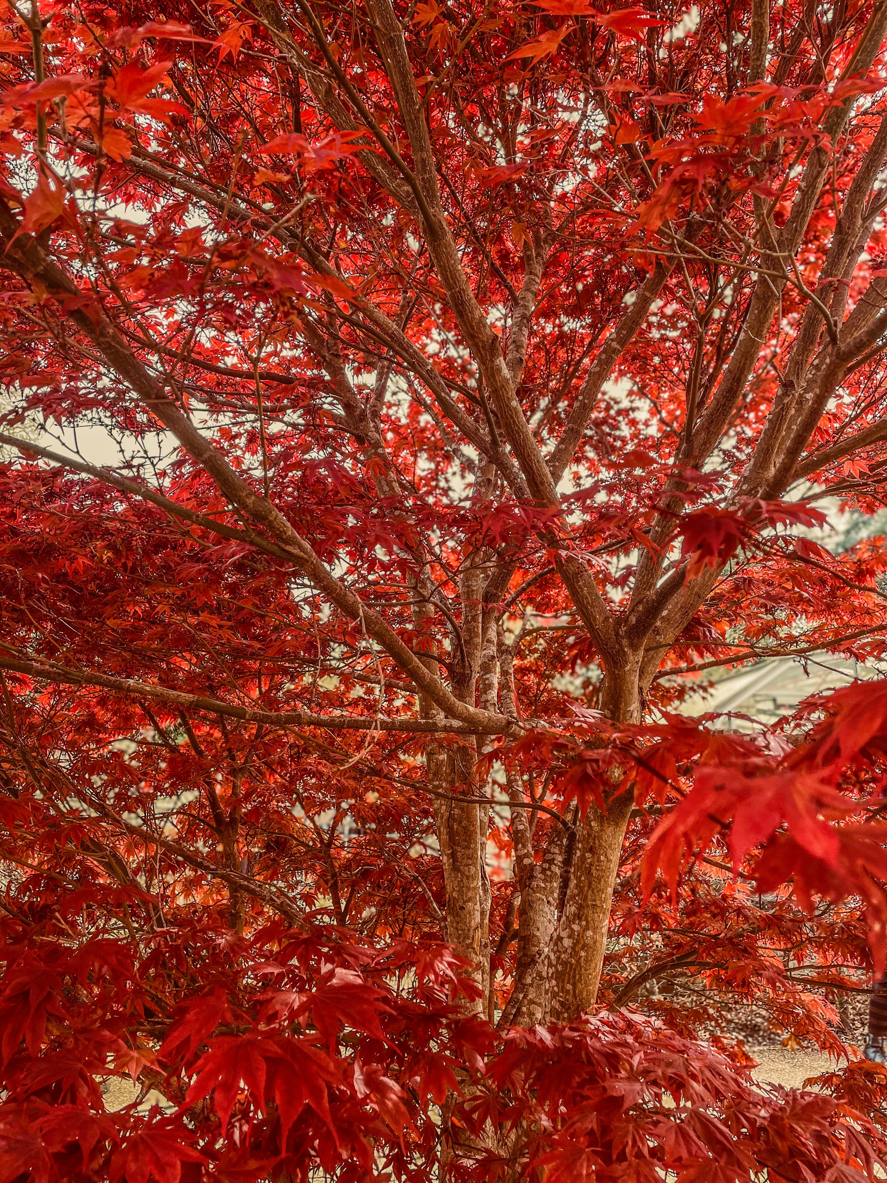 A tree with red leaves in the fall photo – Free Autumn Image on Unsplash