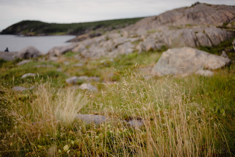 a grassy field with a body of water in the background