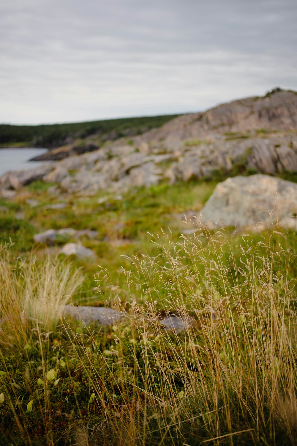 a grassy field with rocks and water in the background