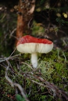 A red-capped mushroom with white gills is growing amidst a forest floor covered in green moss and twigs. The background is slightly out of focus, with hints of a tree trunk and branches of surrounding foliage.
