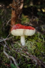 A red-capped mushroom with white gills is growing amidst a forest floor covered in green moss and twigs. The background is slightly out of focus, with hints of a tree trunk and branches of surrounding foliage.