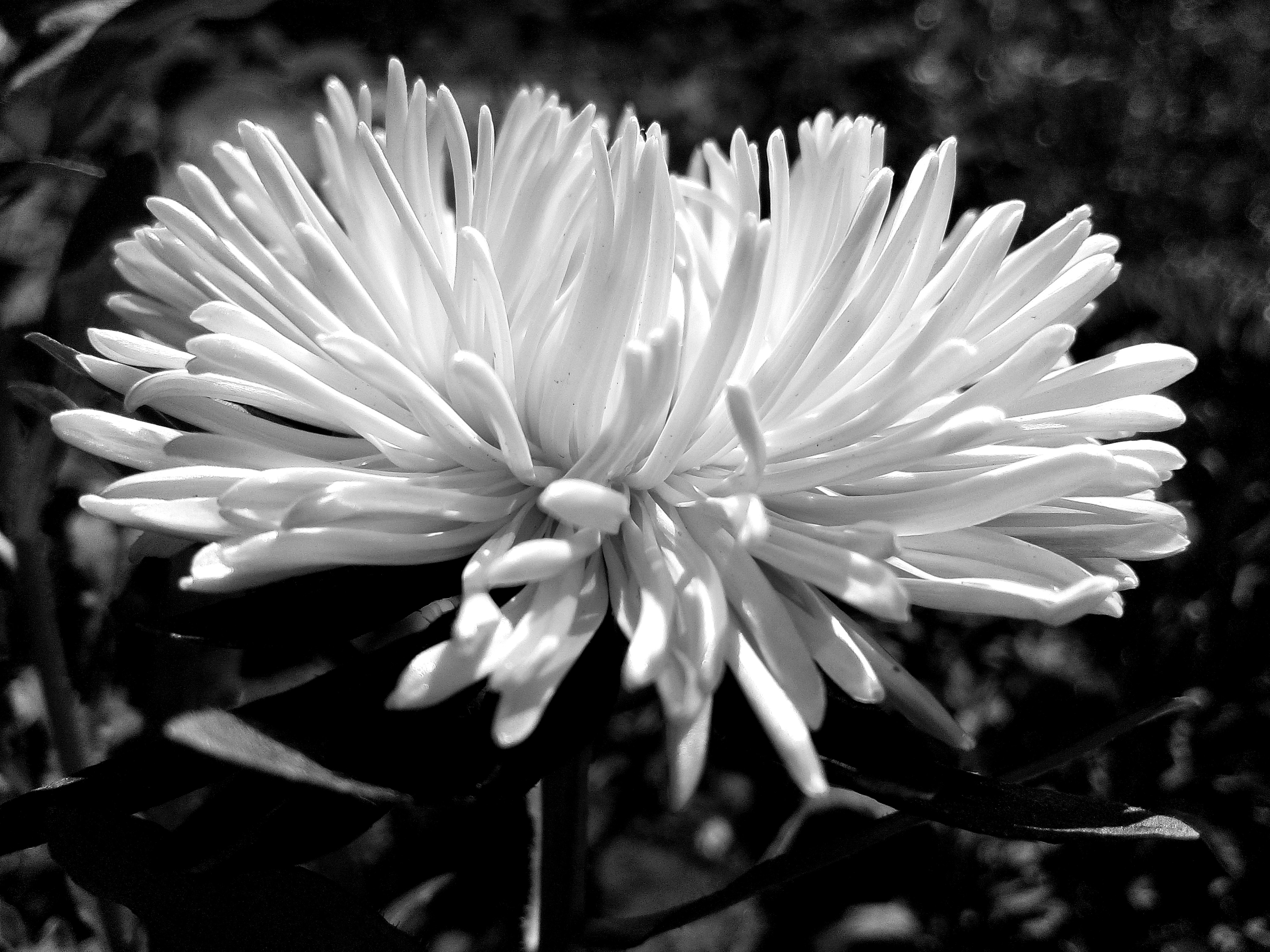 Photo by dmitry_burdakov