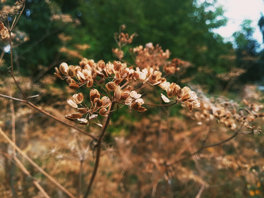 a bunch of flowers that are in the grass