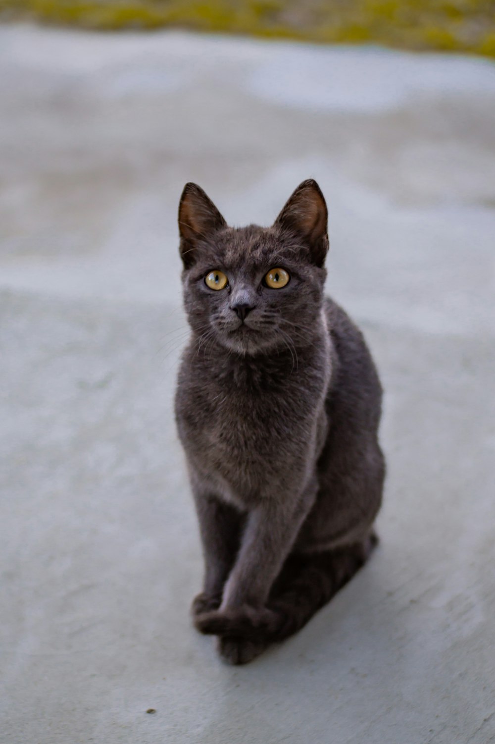 a gray cat sitting on top of a white floor
